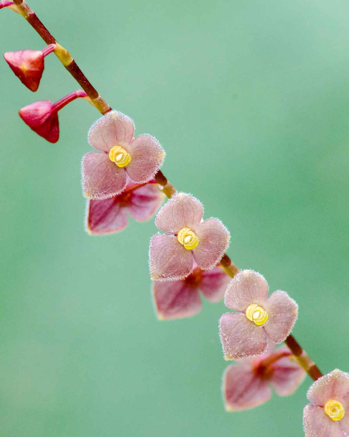 Orchids from San Jorge de Tandapaya, July 2016 | ©Angela Drake Orchids from San Jorge de Tandapaya, July 2016 | ©Angela Drake