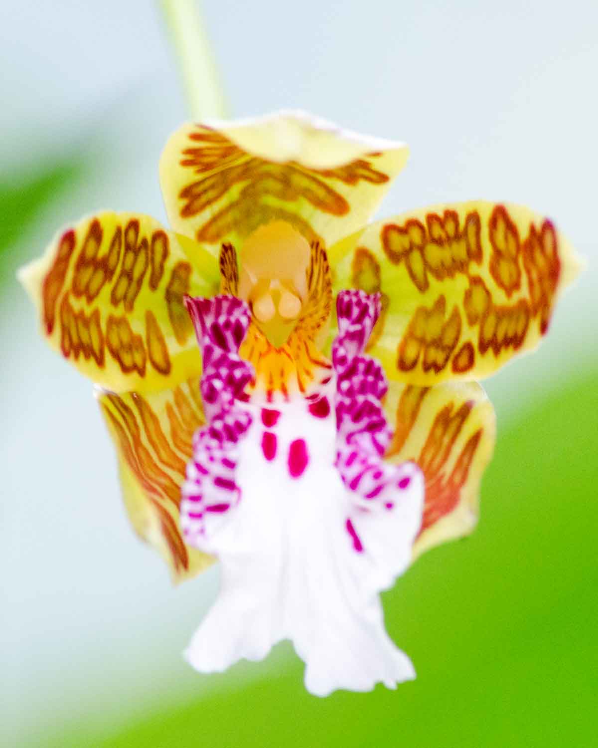 Orchids from San Jorge de Tandapaya, July 2016 | ©Angela Drake Orchids from San Jorge de Tandapaya, July 2016 | ©Angela Drake