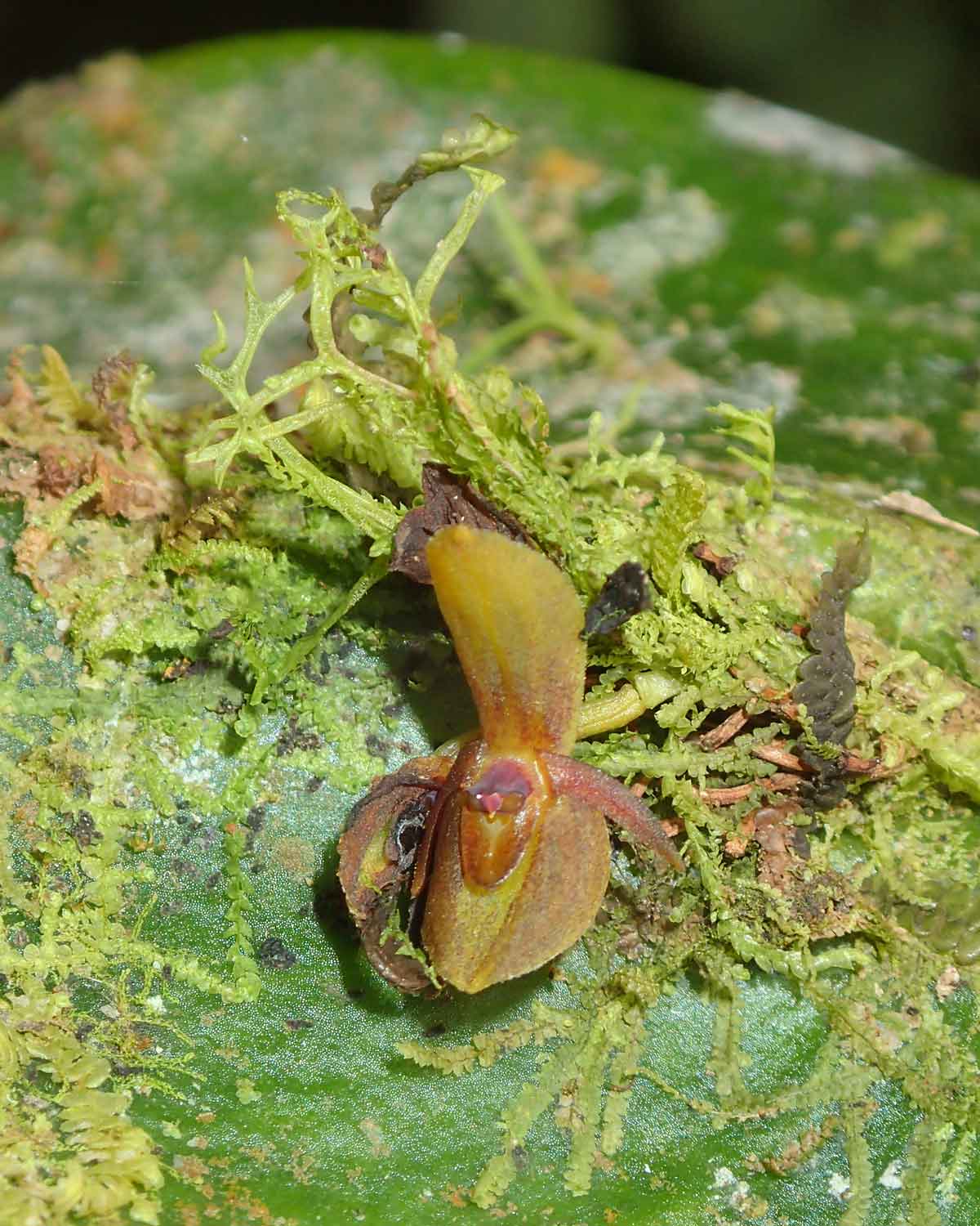 Orchid, Choco Andino Biosphere Reserve, Ecuador | ©Angela Drake Orchid, Choco Andino Biosphere Reserve, Ecuador | ©Angela Drake
