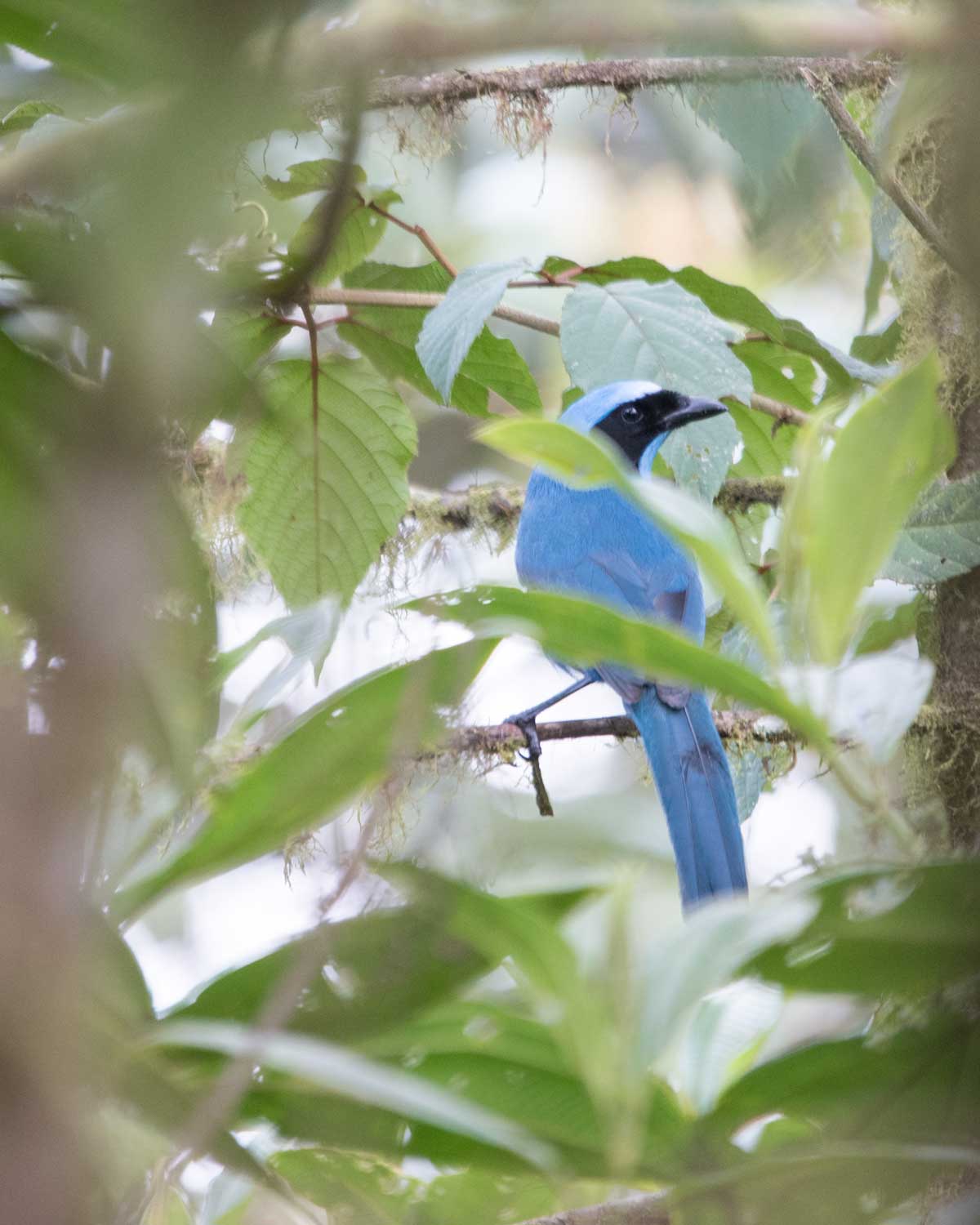 A Turquoise Jay, Birdwatcher's House, Santa Rosa de Mindo, Ecuador | ©Angela Drake A Turquoise Jay, Birdwatcher's House, Santa Rosa de Mindo, Ecuador | ©Angela Drake
