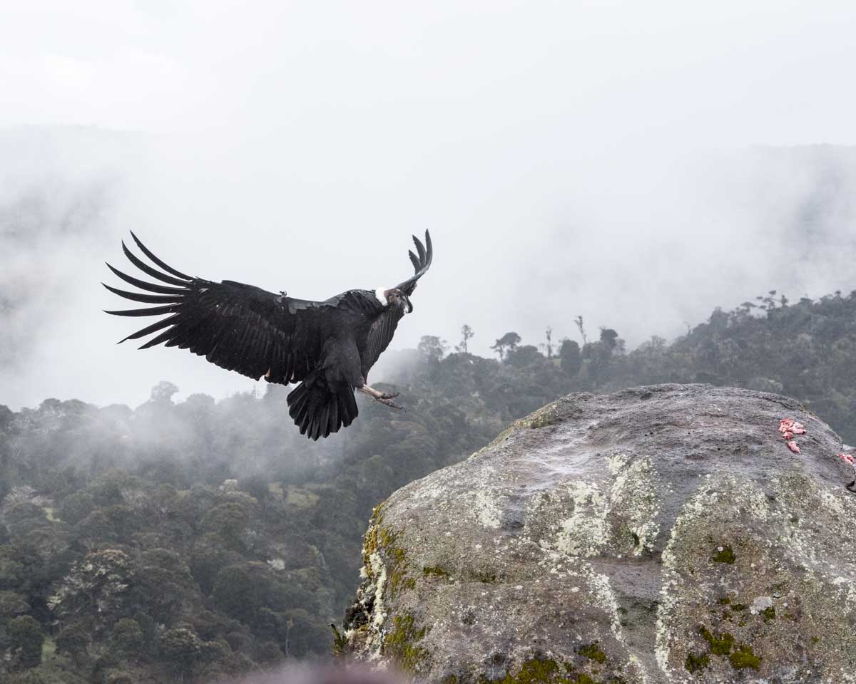 An Andean Condor Landing, Purace, Colombia | ©Angela Drake An Andean Condor Landing, Purace, Colombia | ©Angela Drake