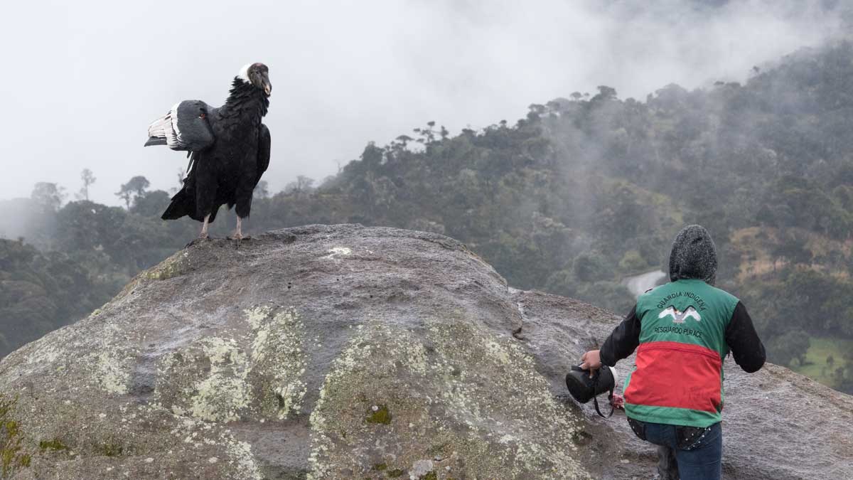 Feeding the Female Andean Condor, Purace, Colombia | ©Angela Drake Feeding the Female Andean Condor, Purace, Colombia | ©Angela Drake