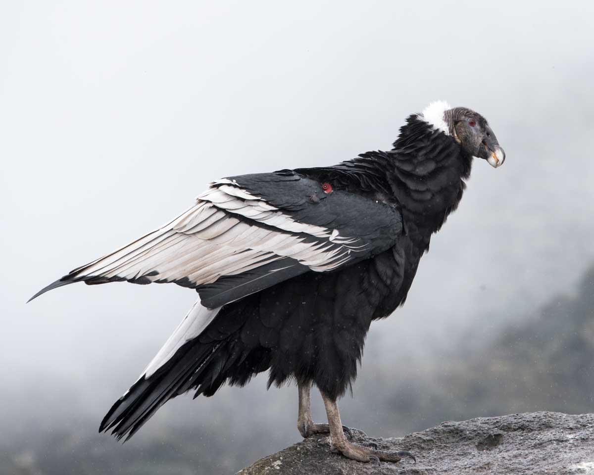 Close-up of an Andean Condor, Purace, Colombia | ©Angela Drake Close-up of an Andean Condor, Purace, Colombia | ©Angela Drake