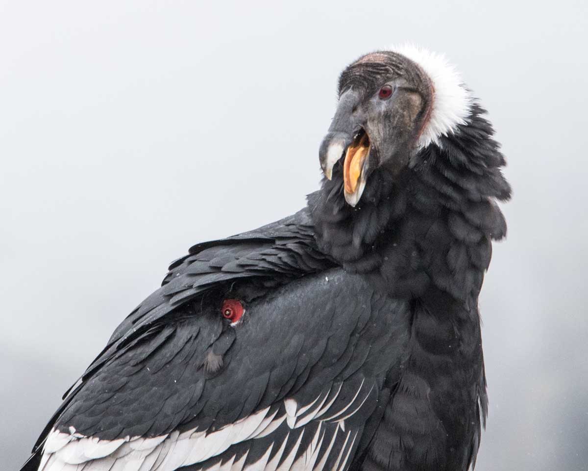 Close-up of an Andean Condor, Purace, Colombia | ©Angela Drake Close-up of an Andean Condor, Purace, Colombia | ©Angela Drake
