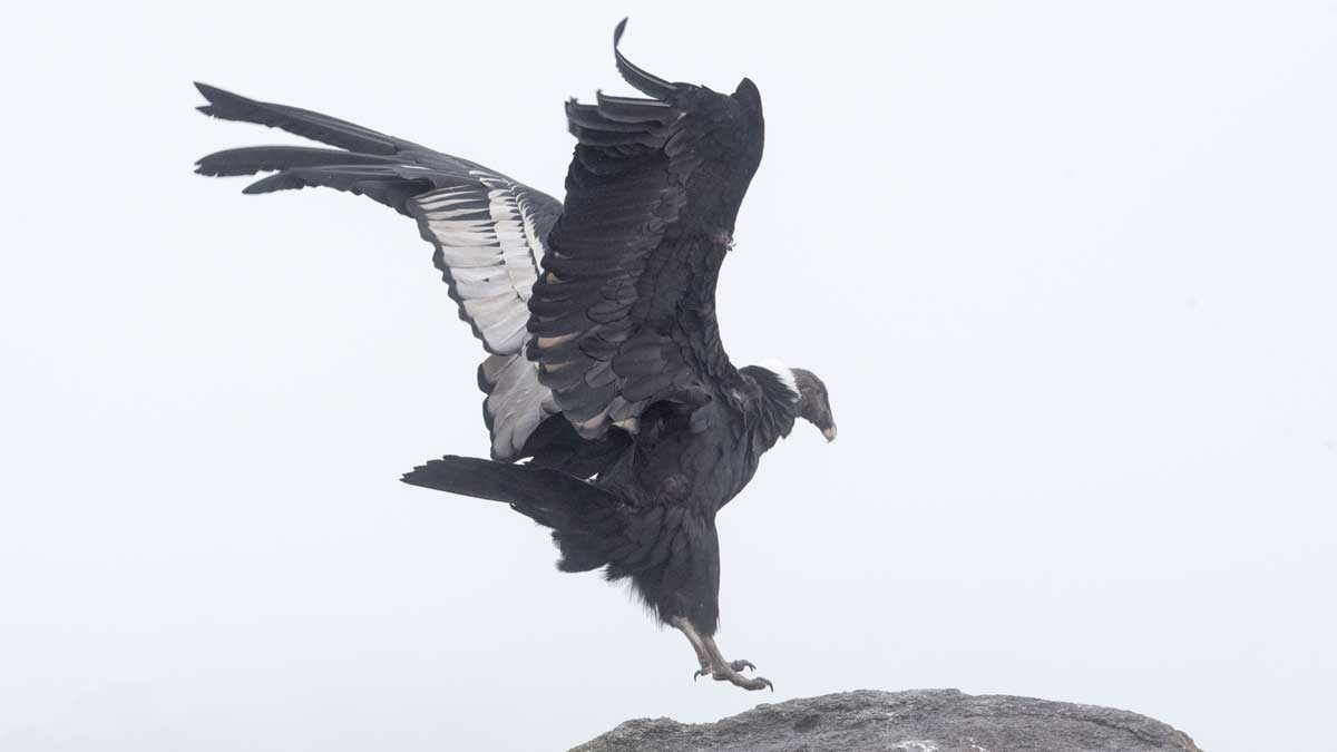 An Andean Condor Landing, Purace, Colombia | ©Angela Drake An Andean Condor Landing, Purace, Colombia | ©Angela Drake