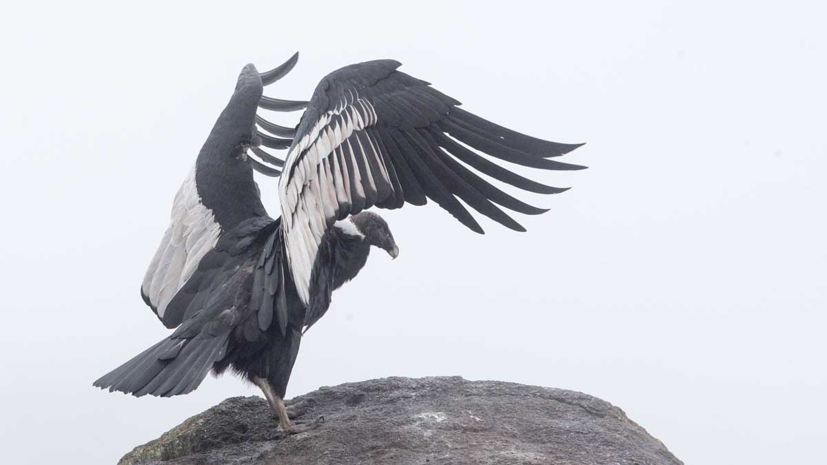 Wingtips of an Andean Condor, Purace, Colombia | ©Angela Drake Wingtips of an Andean Condor, Purace, Colombia | ©Angela Drake