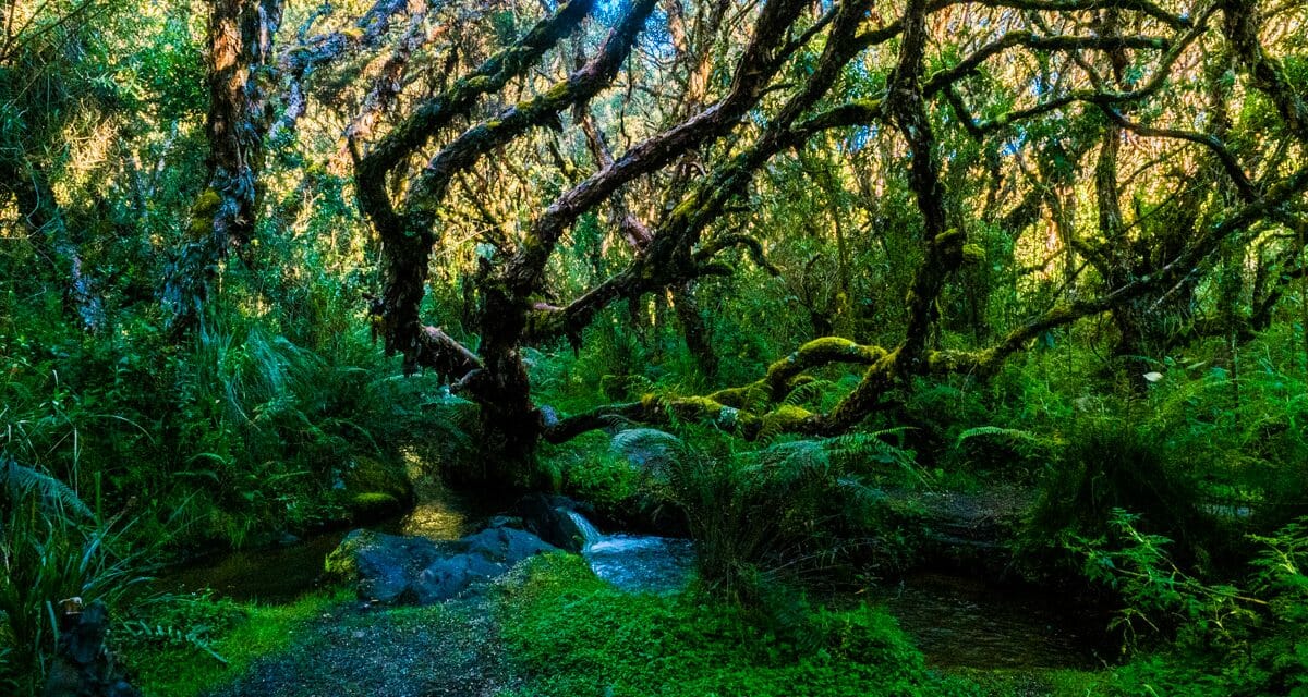 The Awesome El Angel Reserve