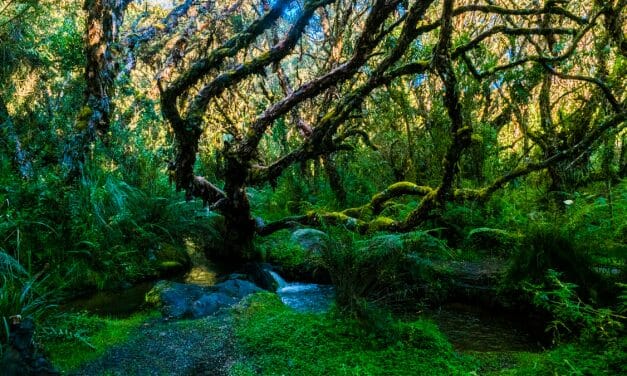 The Awesome El Angel Reserve