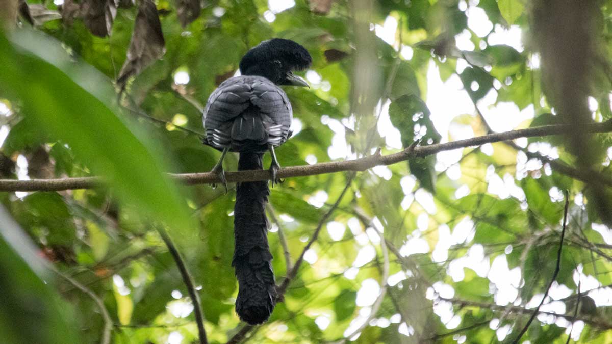 The Long-wattled Umbrellabird, Buenaventura Reserve, Ecuador | ©Angela Drake The Long-wattled Umbrellabird, Buenaventura Reserve, Ecuador | ©Angela Drake