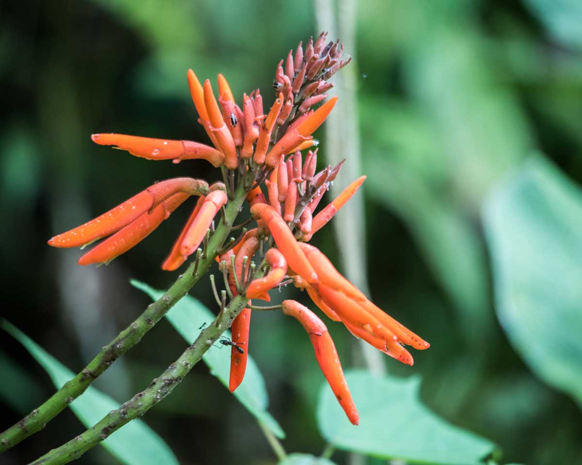 Unidentified Flowering Plant, Buenaventura Reserve, Ecuador | ©Angela Drake Unidentified Flowering Plant, Buenaventura Reserve, Ecuador | ©Angela Drake