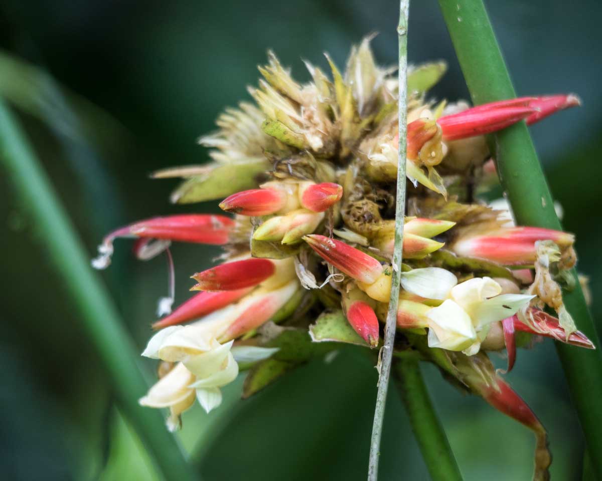 Unidentified Flowering Plant, Buenaventura Reserve, Ecuador | ©Angela Drake Unidentified Flowering Plant, Buenaventura Reserve, Ecuador | ©Angela Drake