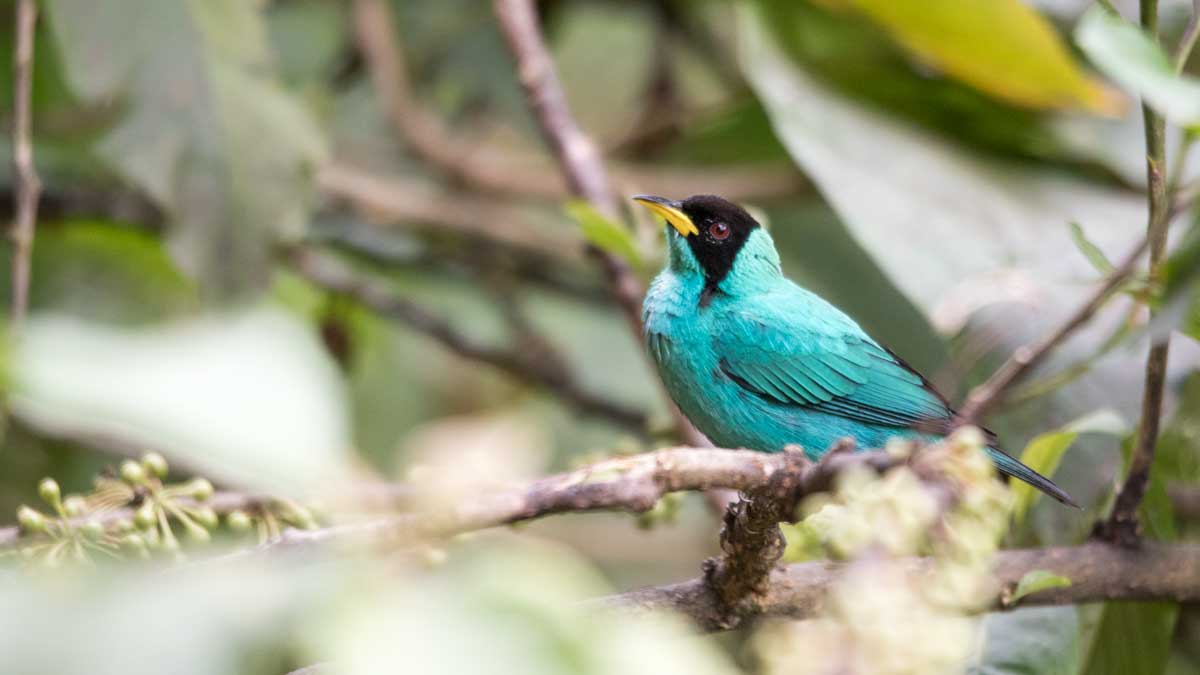 Green Honeycreeper, Umbellabird Lodge, Buenaventura, Ecuador | ©Angela Drake Green Honeycreeper, Umbellabird Lodge, Buenaventura, Ecuador | ©Angela Drake