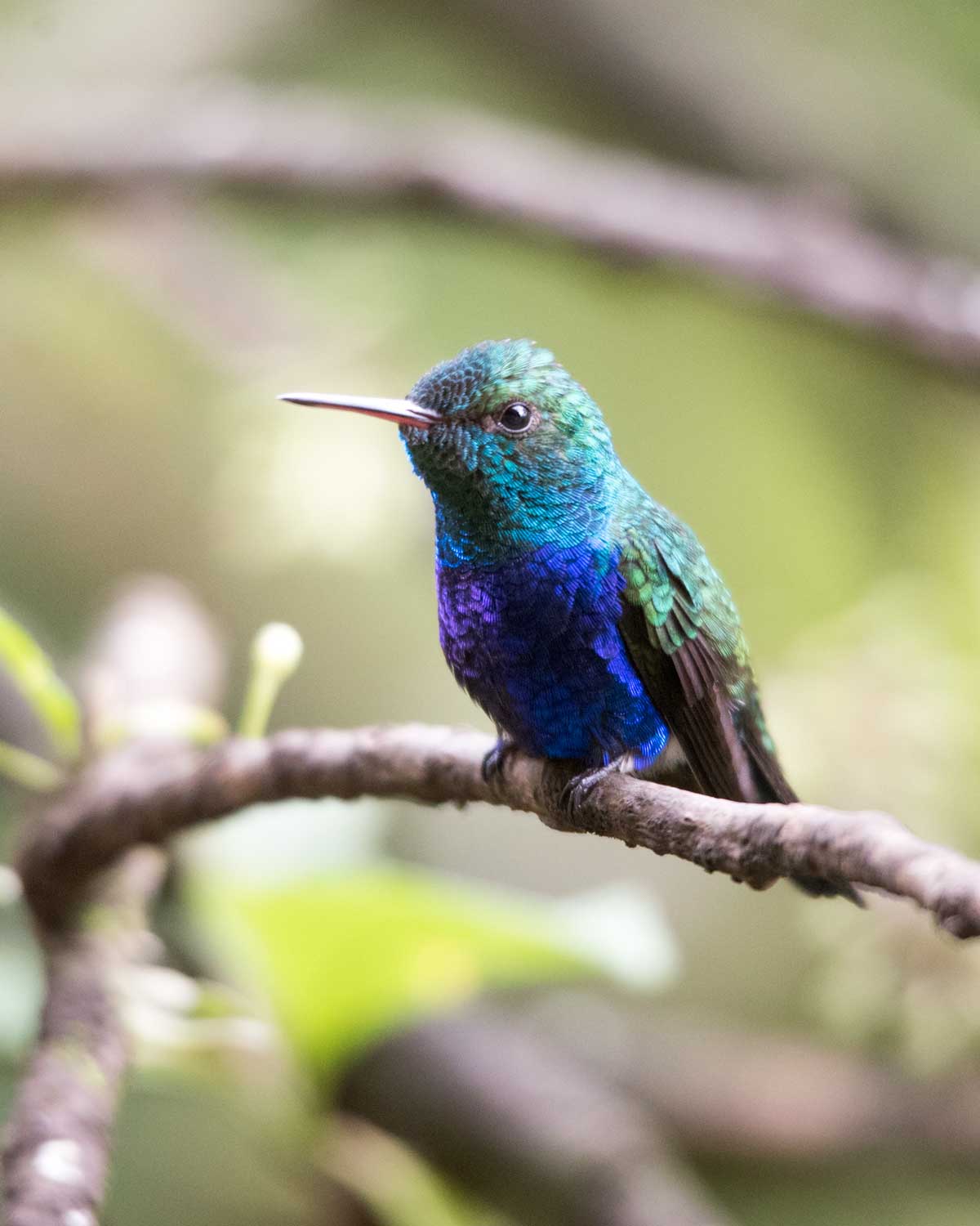 Violet-bellied Hummingbird, Umbellabird Lodge, Buenaventura, Ecuador | ©Angela Drake Violet-bellied Hummingbird, Umbellabird Lodge, Buenaventura, Ecuador | ©Angela Drake