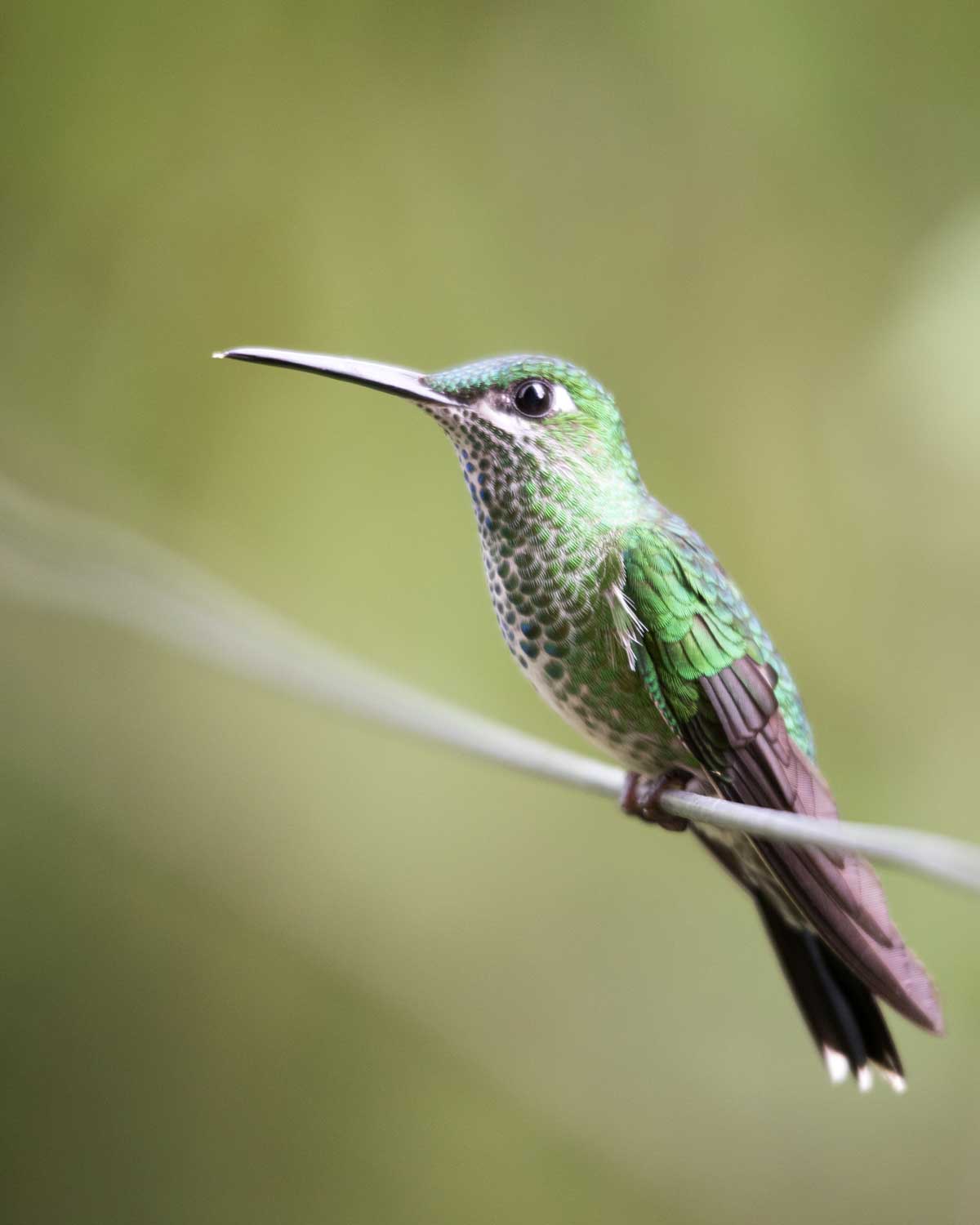Green-Crowned Brilliant, Umbellabird Lodge, Buenaventura, Ecuador | ©Angela Drake Green-Crowned Brilliant, Umbellabird Lodge, Buenaventura, Ecuador | ©Angela Drake