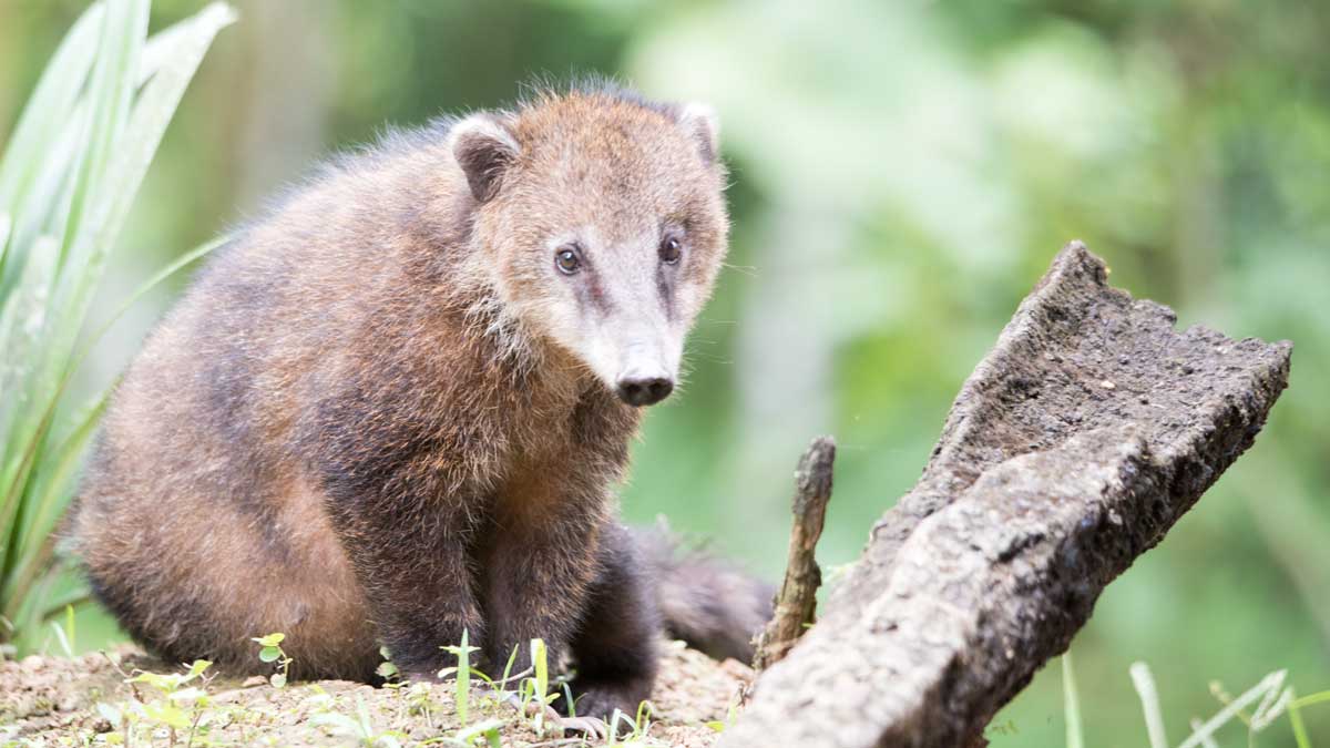 Ring-tailed Coati, Umbellabird Lodge, Buenaventura, Ecuador | ©Angela Drake Ring-tailed Coati, Umbellabird Lodge, Buenaventura, Ecuador | ©Angela Drake