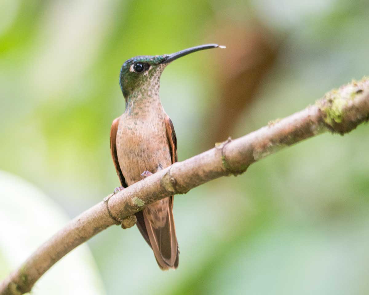 Fawn-breasted Brilliant, Hummingbird Garden, Piñas, Ecuador | ©Angela Drake