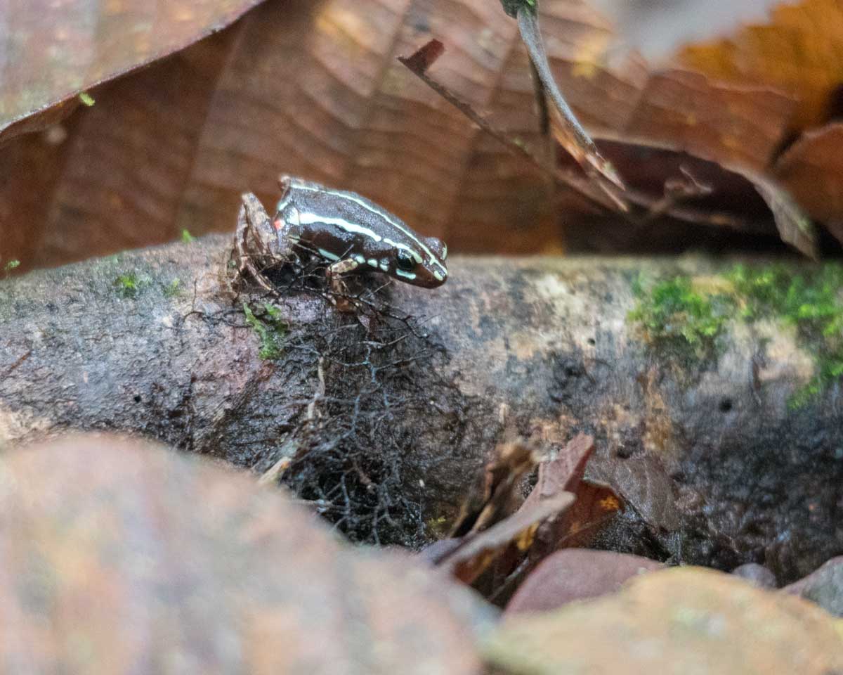 Unidentified Frog, Scientific Research Station, Buenaventura Reserve, Ecuador | ©Angela Drake Unidentified Frog, Scientific Research Station, Buenaventura Reserve, Ecuador | ©Angela Drake