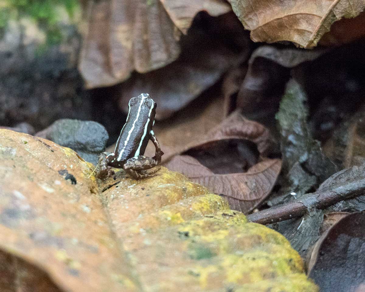 Unidentified Frog, Scientific Research Station, Buenaventura Reserve, Ecuador | ©Angela Drake Unidentified Frog, Scientific Research Station, Buenaventura Reserve, Ecuador | ©Angela Drake