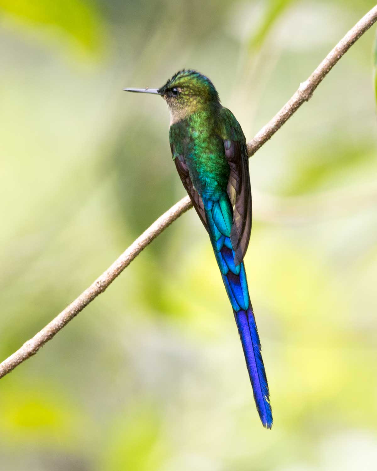 Violet-tailed Sylph, Hummingbird Garden, Piñas, Ecuador | ©Angela Drake Violet-tailed Sylph, Hummingbird Garden, Piñas, Ecuador | ©Angela Drake