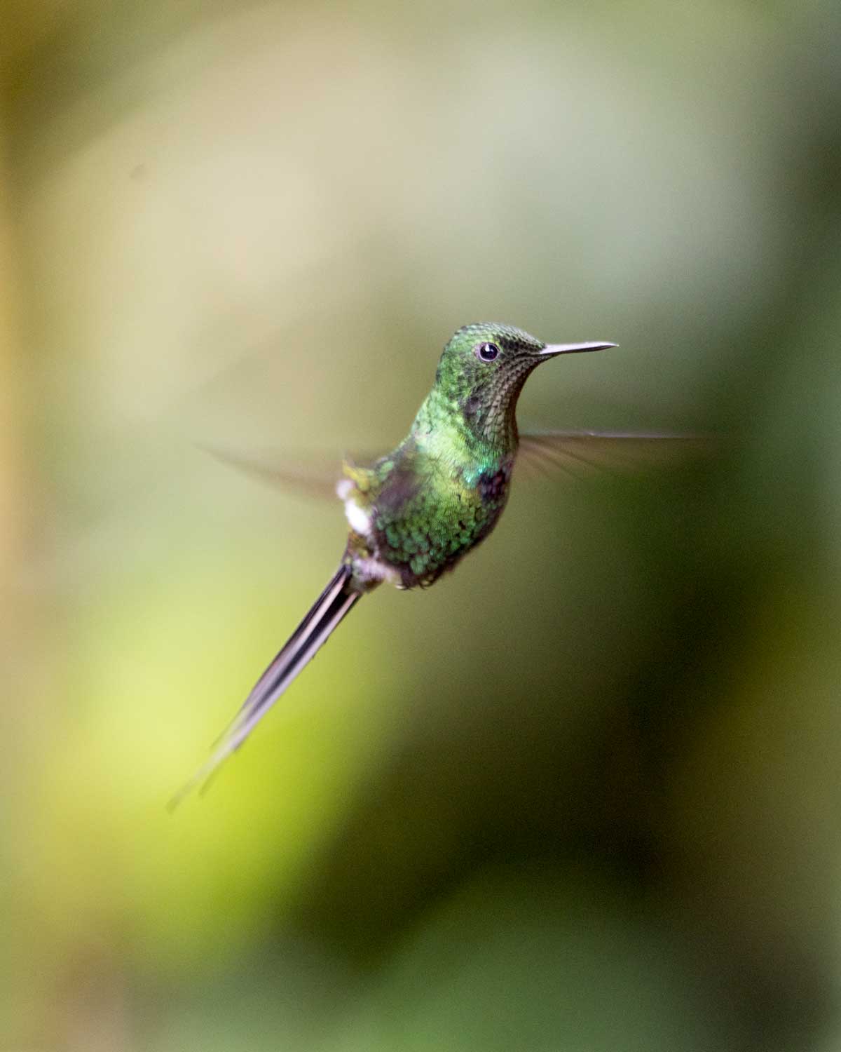 Green Thorntail Hummingbird, Hummingbird Garden, Piñas, Ecuador | ©Angela Drake Green Thorntail Hummingbird, Hummingbird Garden, Piñas, Ecuador | ©Angela Drake