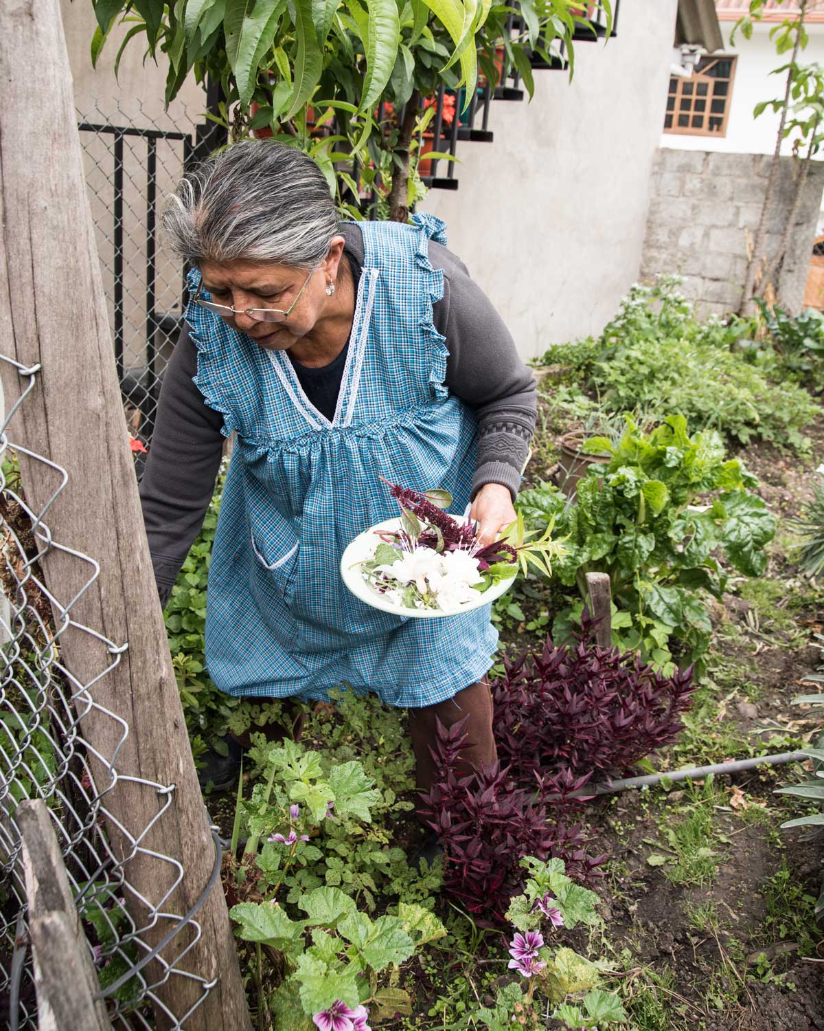 Señora Elmira harvests plants to make horchata, San Bartolome, Ecuador | ©Angela Drake Señora Elmira harvests plants to make horchata, San Bartolome, Ecuador | ©Angela Drake