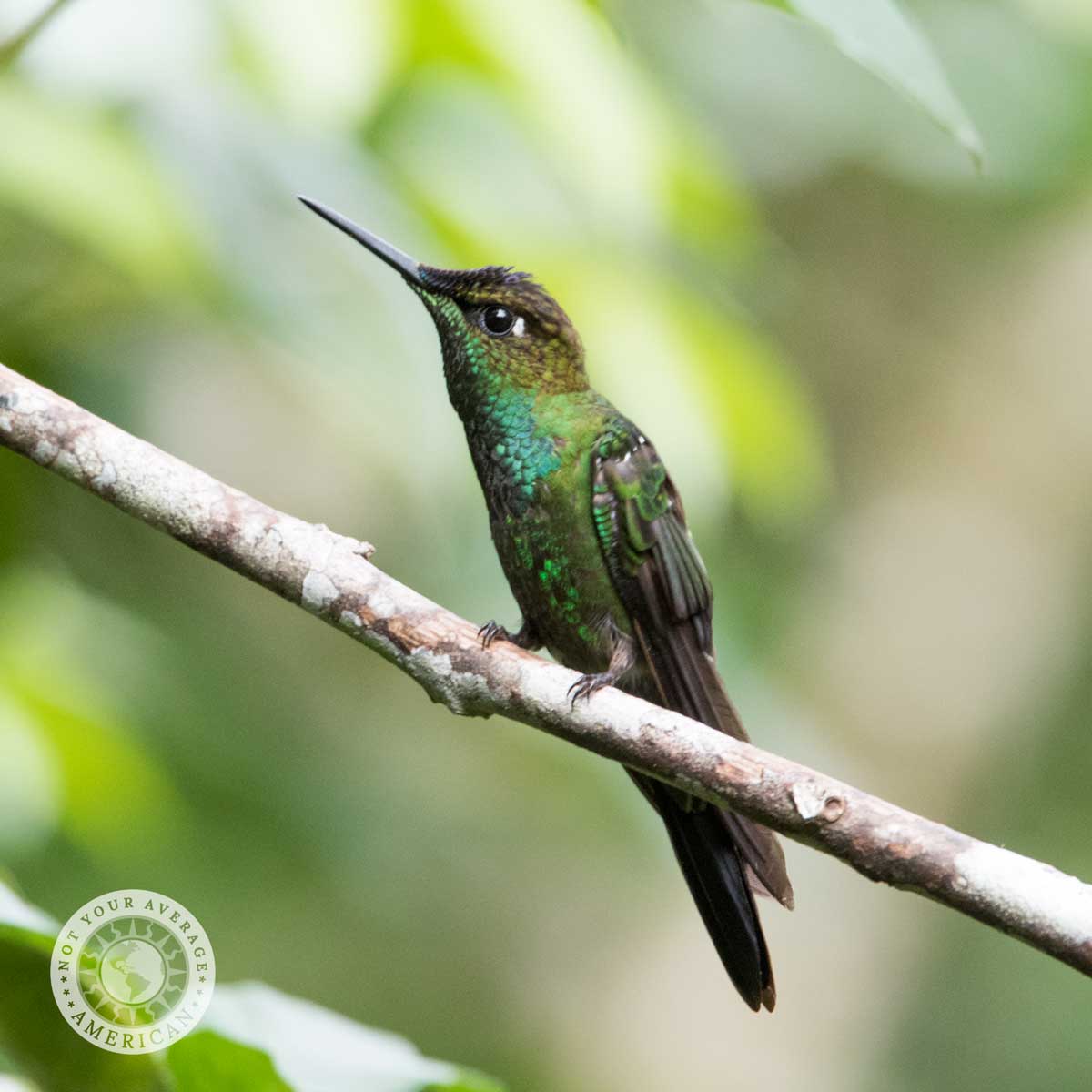 Green Crowned Brilliant, Buenaventura Reserve, Piñas, Ecuador | ©Angela Drake