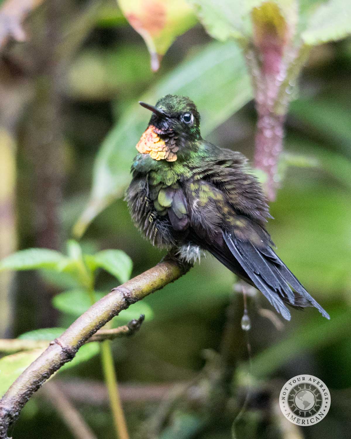 Flame-throated Sunangel, Tapichalaca Reserve, Ecuador | ©Angela Drake