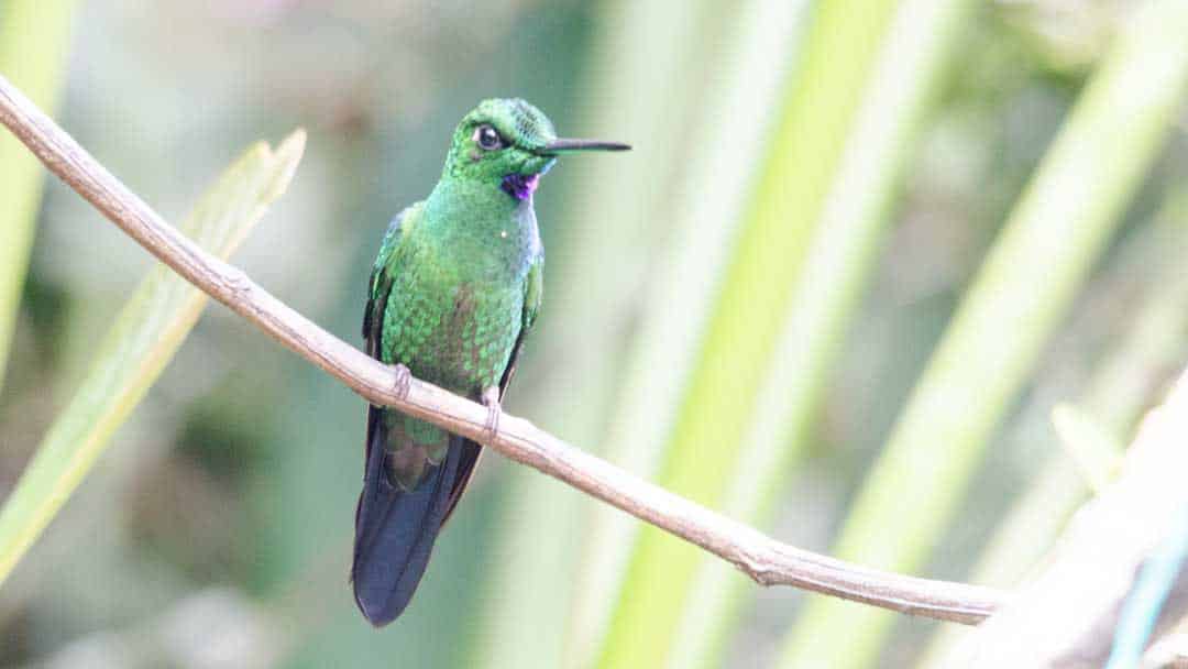 Alambi – A Hummingbird Paradise