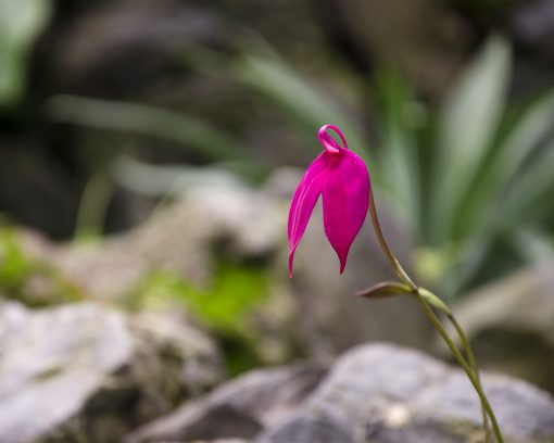 A hot pink orchid of the Masdevallia genus | ©Angela Drake A hot pink orchid of the Masdevallia genus