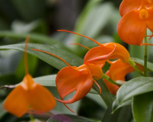 A Bright Orange Orchid | ©Angela Drake This bright orange orchid with striking long tails is from the genus Masdevallia