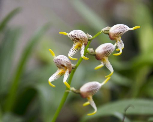 A dimunitive orchid from the genus Masdevallia | ©Angela Drake A diminutive example of a Masdevallia Orchid with burgandy spotted petals tipped with bright yellow spikes