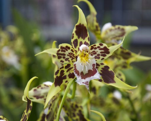 A Odontoglossum halli Orchid | ©Angela Drake A member of the genus Odontoglossum, this large orchid has pale yellow petals mottled with deep maroon spots and a white lip marked in similar spots