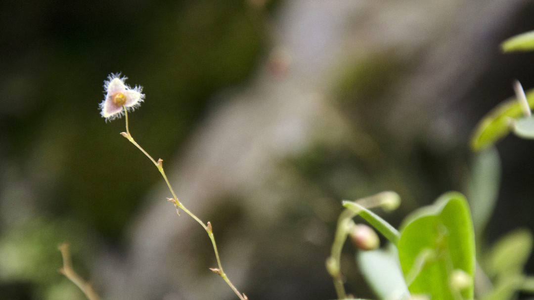A Fuzzy Orchid of the genus Stelis | ©Angela Drake A single fuzzy, white blossom left on the stem of an orchid belonging to the genus Stelis.