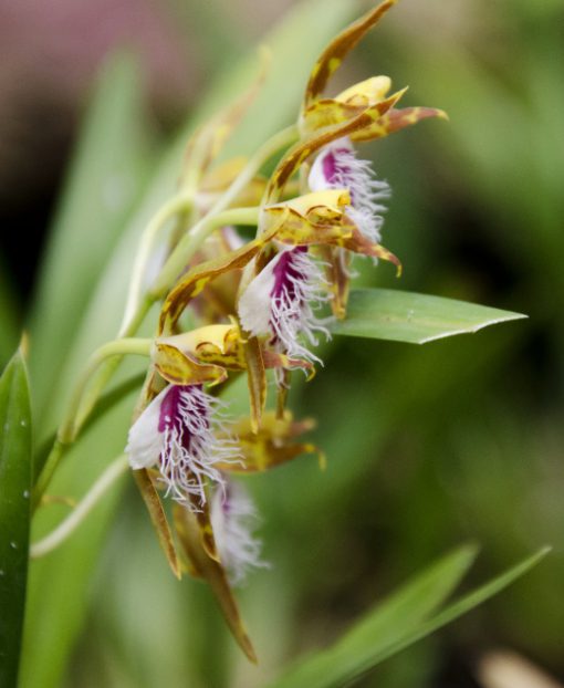 A Fringed Lip orchid | ©Angela Drake A fringed lip orchid belonging to the genus Odontoglossum