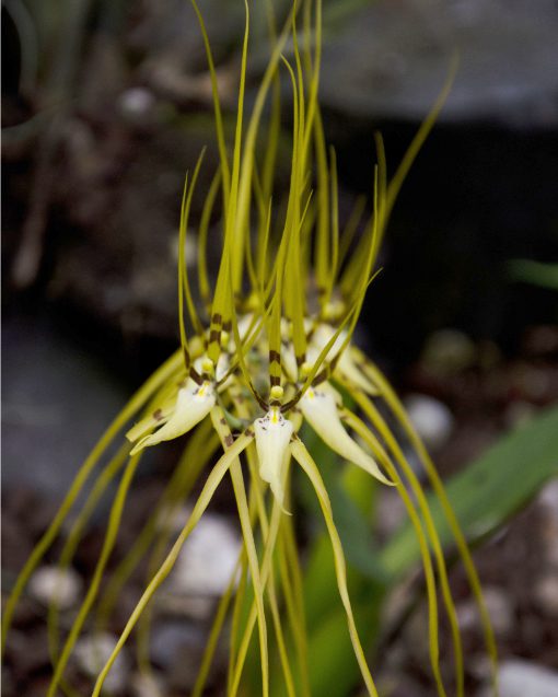 A Spider Orchid | ©Angela Drake A spider orchid with dramatic, long, thin petals from the genus Brassia