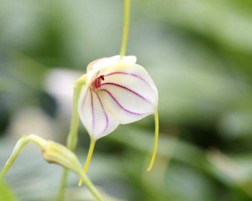 An Orchid of the genus Masdevallia | ©Angela Drake A member of the genus Masdevallia with three white petals evenly striped with a deep pink line and ending in a long, thin, pale yellow tail about an inch long. This orchid has no apparent lip.