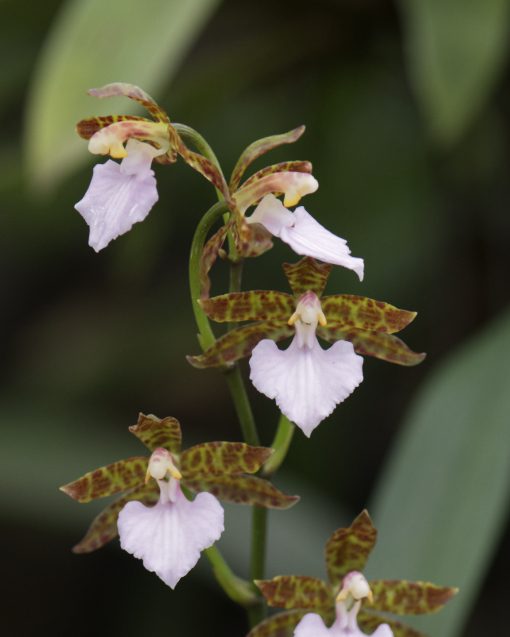 An orchid of the genus Zygopetalum | ©Angela Drake An orchid yellow-green petals and sepal mottled in deep red and a pale pink lip