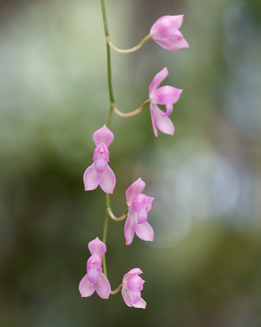 An orchid from the genus Aerangis | ©Angela Drake A delicate pink orchid from the Aerangis family, typically found in Madagascar
