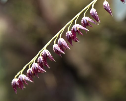 Orchids from the genus Pleurothallis | ©Angela Drake Several small orchids of a deep burgundy are lined up sequentially on a single stem