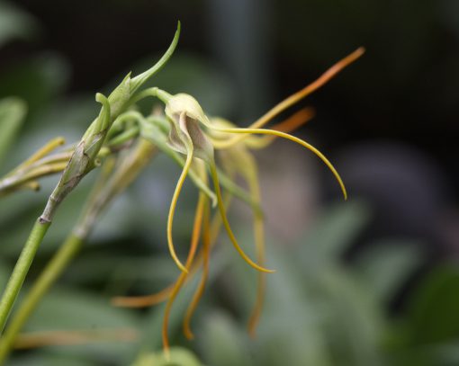 An Orchid of the genus Masdevallia | ©Angela Drake A pale yellow orchid with petals that end in long, thin stems of bright orange