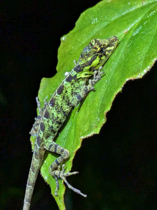 A green lizard splotched with black clings to a green leaf
