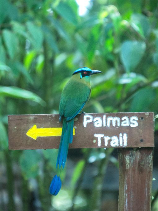An Andean Motmot perches on a trail sign at Rio Quijos EcoLodge