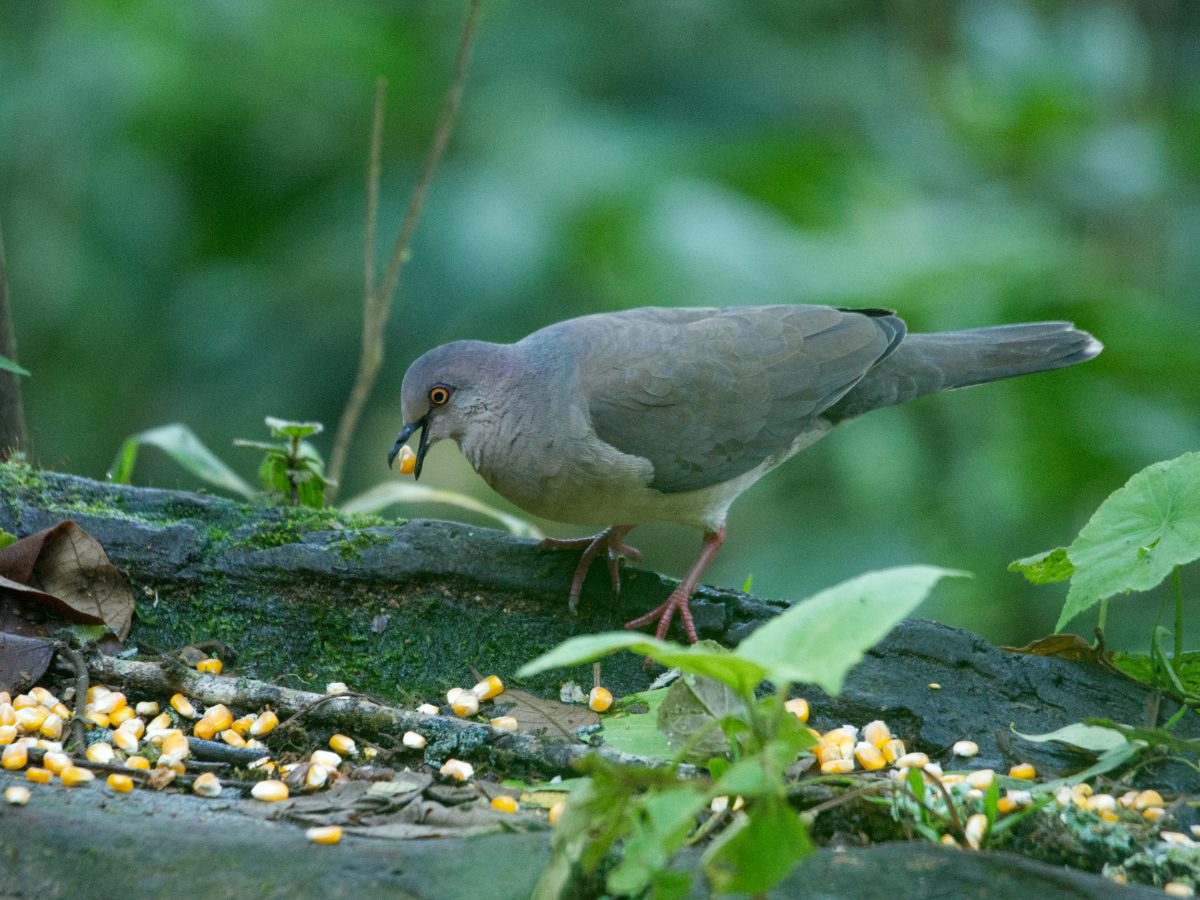 A White-tipped Dove with a single grain of corn in its beak.