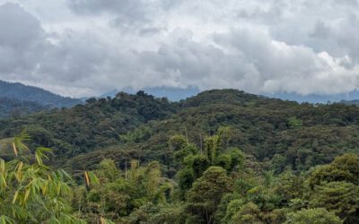 Reserva Wayra: Rewilding cerca de la Sierra de Guacamayos
