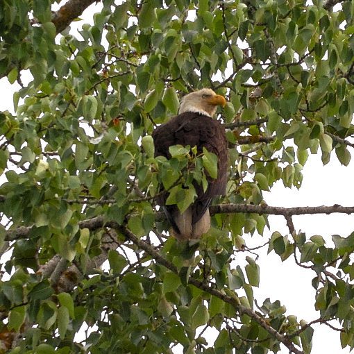 Bald Eagle, photo taken with AX Visio Smart Binoculars. 