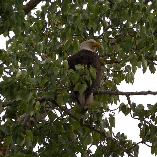 Bald Eagle perched in tree, photo taken with AX Visio Smart Binoculars.