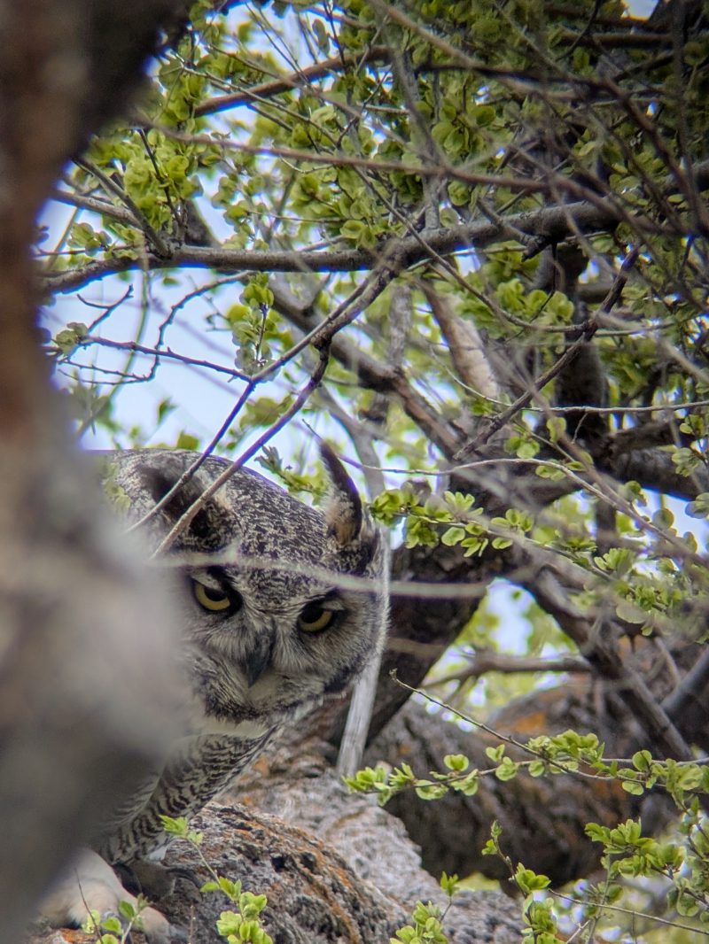 A Great Horned Owl partially hidden by a tree trunk.