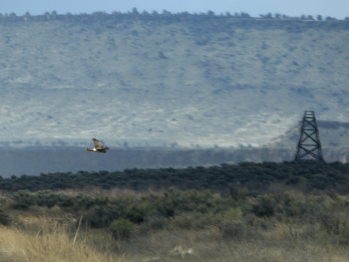 Northern Harrier takes off across the scrub with a mesa in the background.