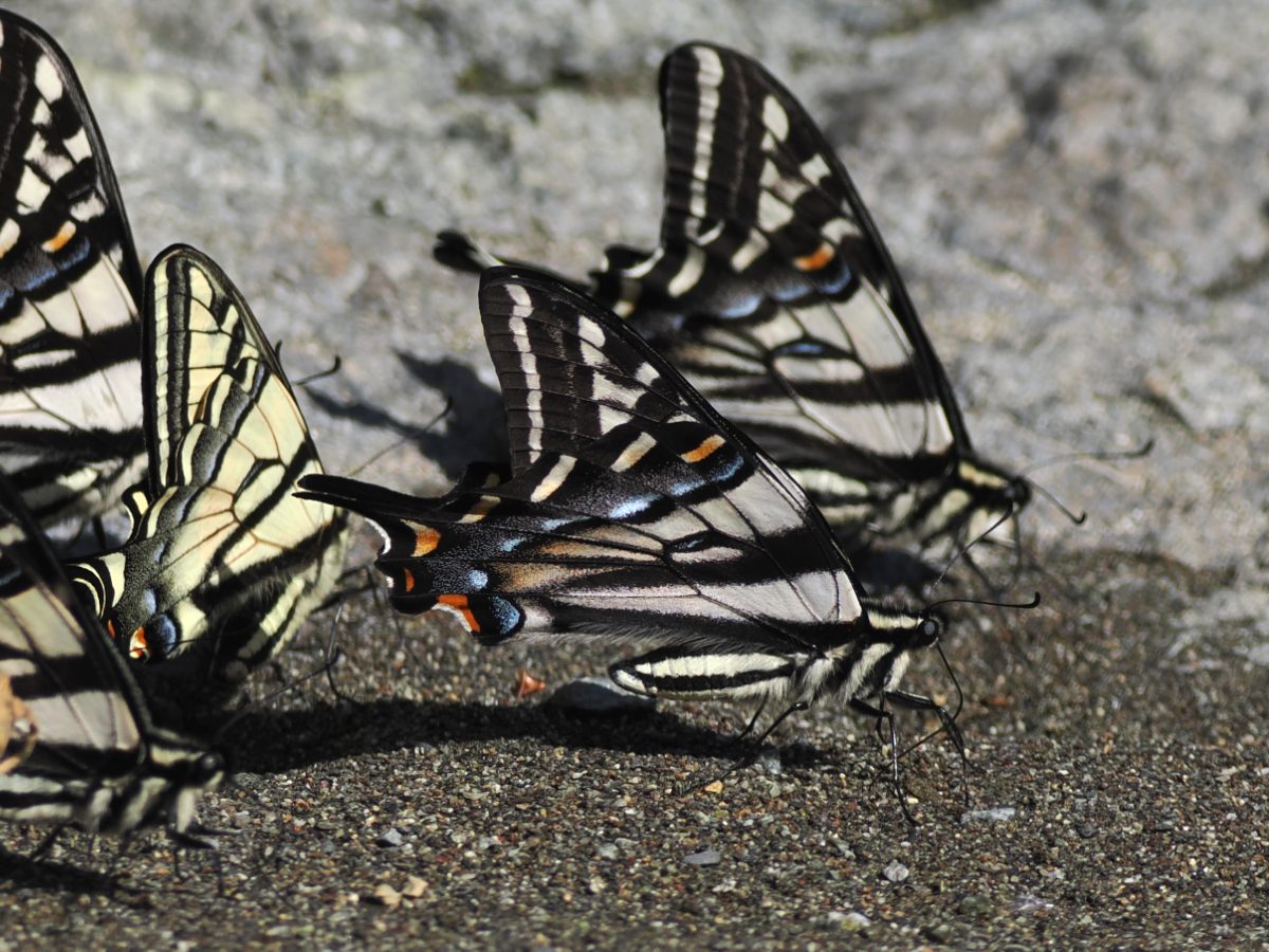 Several swallowtail butterflies sip minerals from the sandy shore on the Rogue River at Paradise Lodge