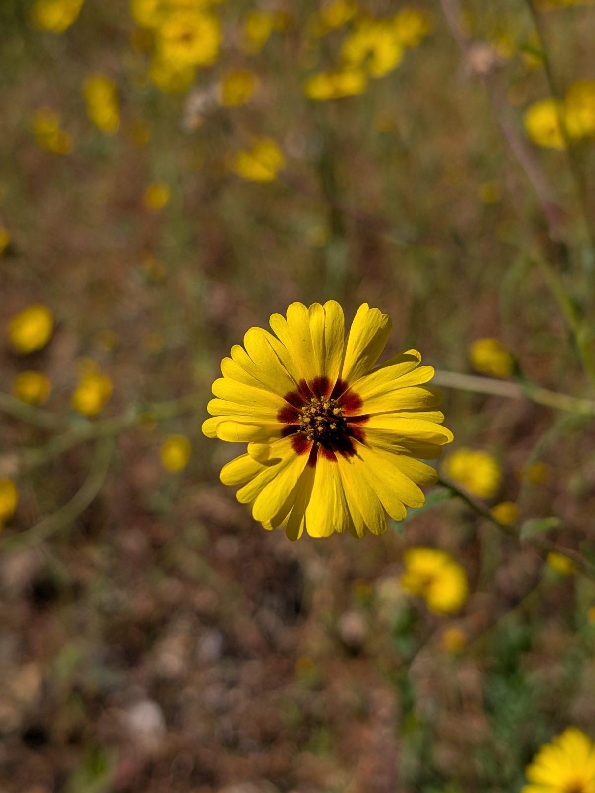 Bright yellow Tarweed blooms in profusion along a grassy slope of the Lower Rogue River.